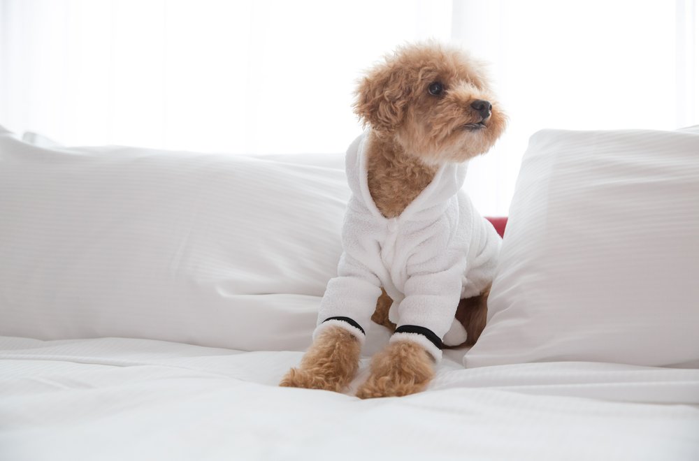 Dog Friendly Hotels in Vancouver