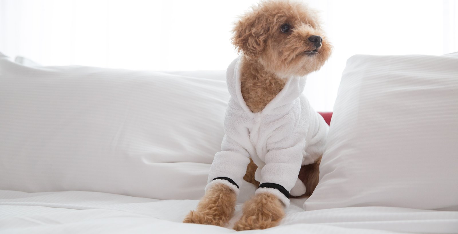 Dog Friendly Hotels in Vancouver