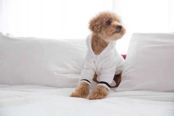 Dog Friendly Hotels in Vancouver