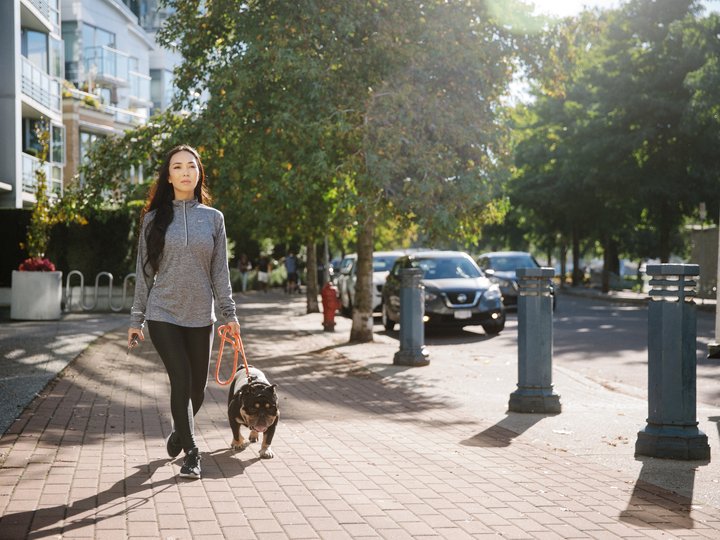 Vancouver with Dogs